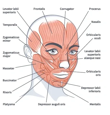 A diagram of the face and muscles labeled.